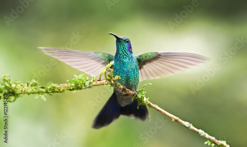 Green Violetear Hummingbird spreads its wings after landing on branch in Costa Rica