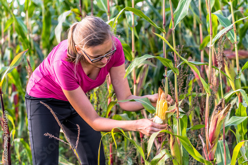 Woman picking corn on field in harvesting autumn season  seasonal work on plantation