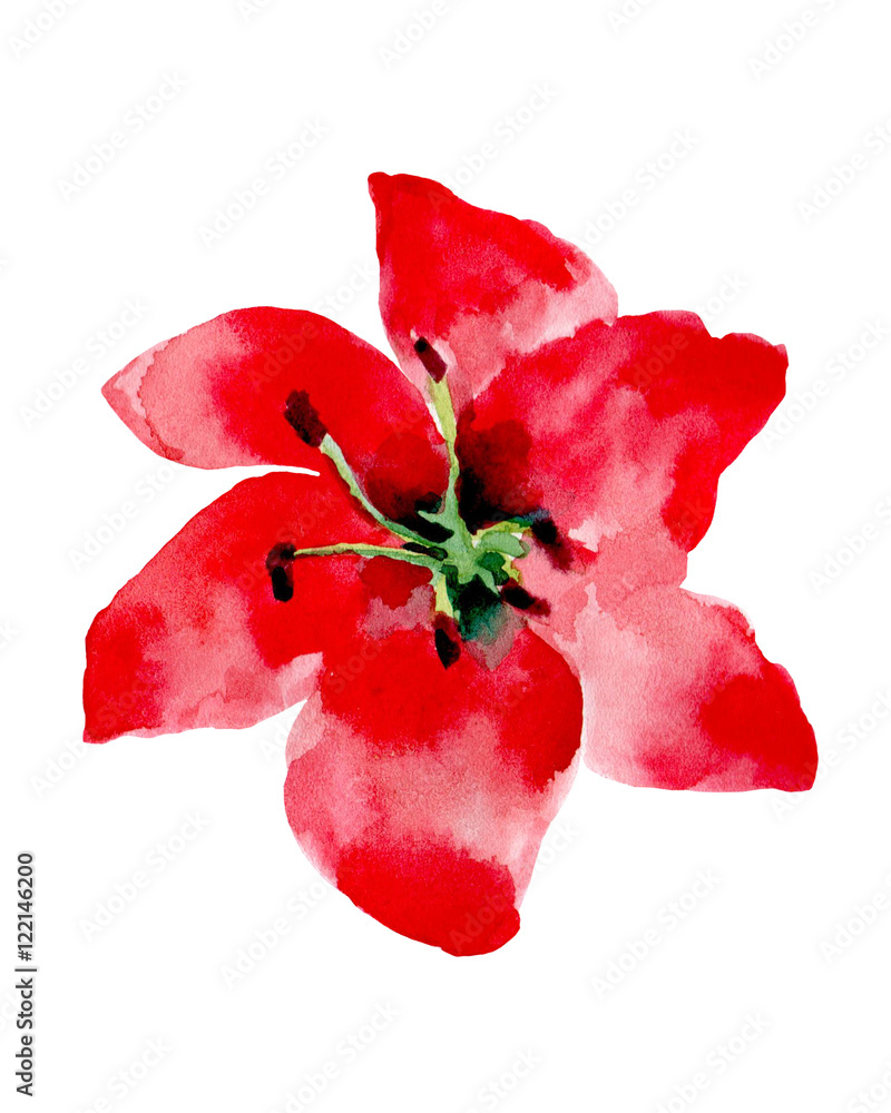 Watercolor illustration of a red flower on a white background.