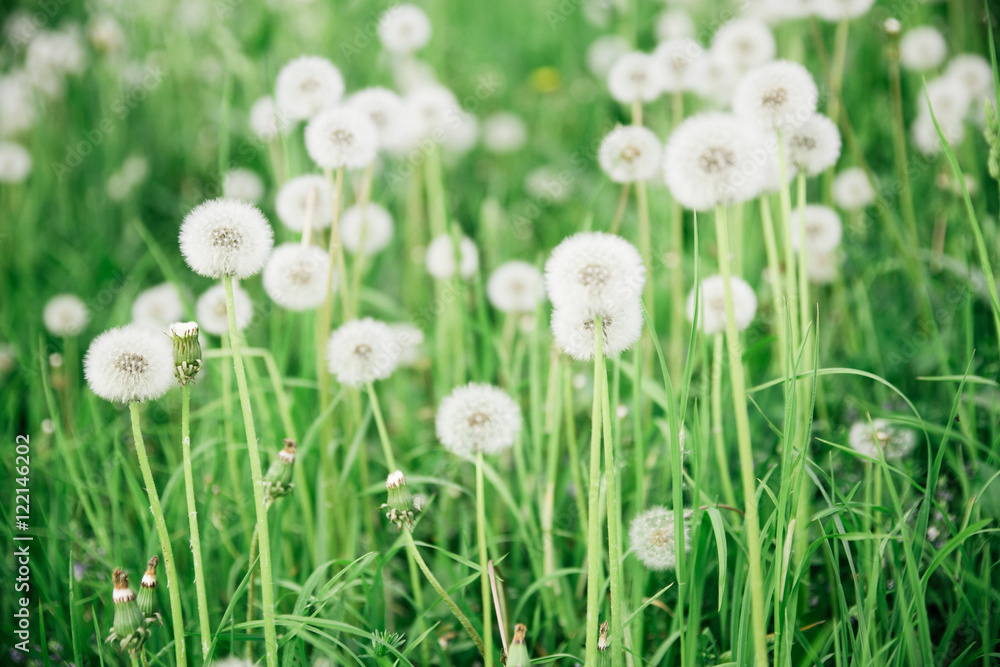Fototapeta premium glade of dandelions