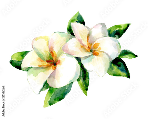 Watercolor illustration of exotic flower on a white background.