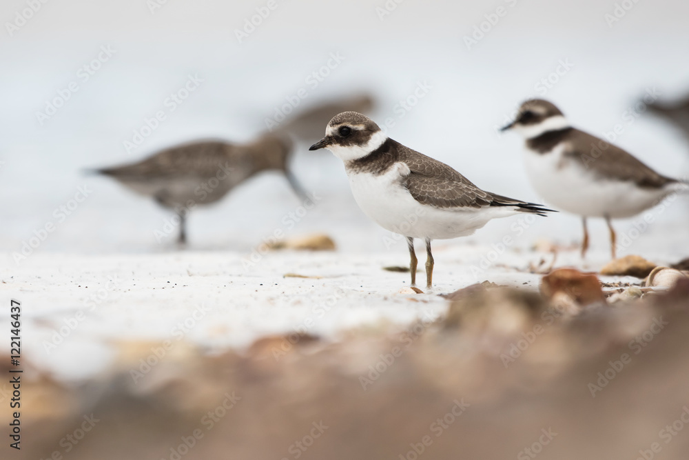 Common Ringed Plover, Ringed Plover, Charadrius hiaticula Common Ringed Plover, Ringed Plover, Charadrius hiaticula