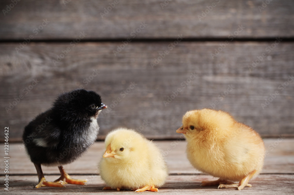 little kid chick on wooden background little kid chick on wooden background