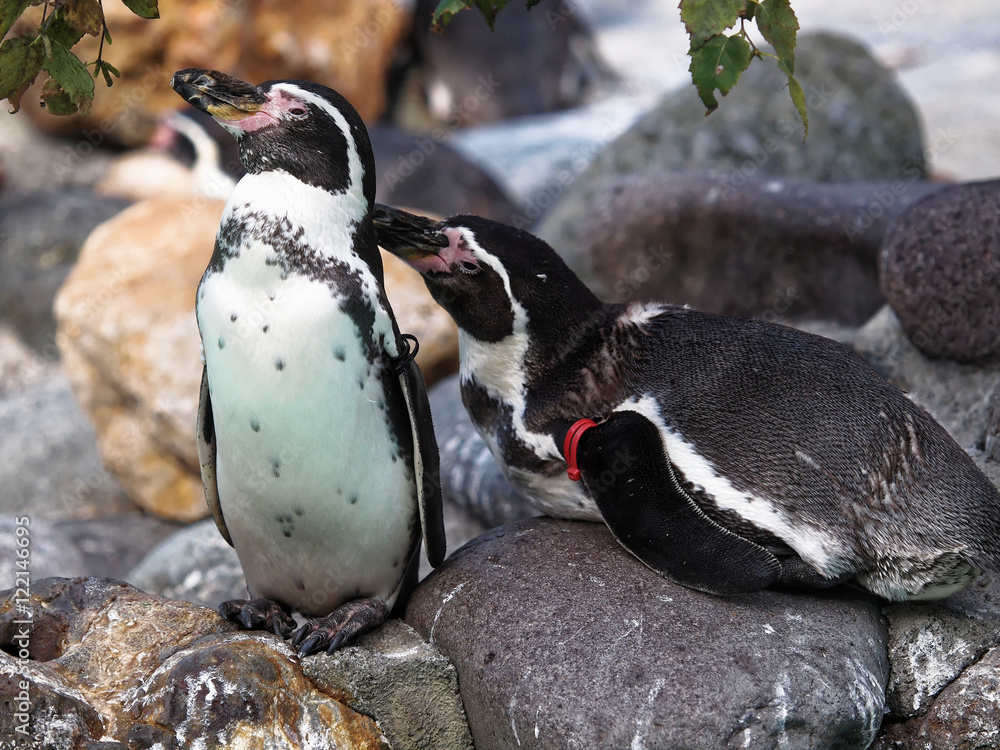 Naklejka premium OLYMPUS DIGITAL CAMERA