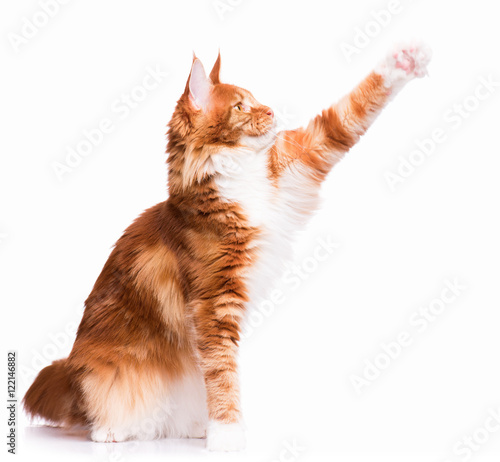 Fototapeta Naklejka Na Ścianę i Meble -  Portrait of domestic red  Maine Coon kitten - 8 months old. Cute young cat sitting and swinging its paw. Playful adorable orange striped kitty isolated on white background.