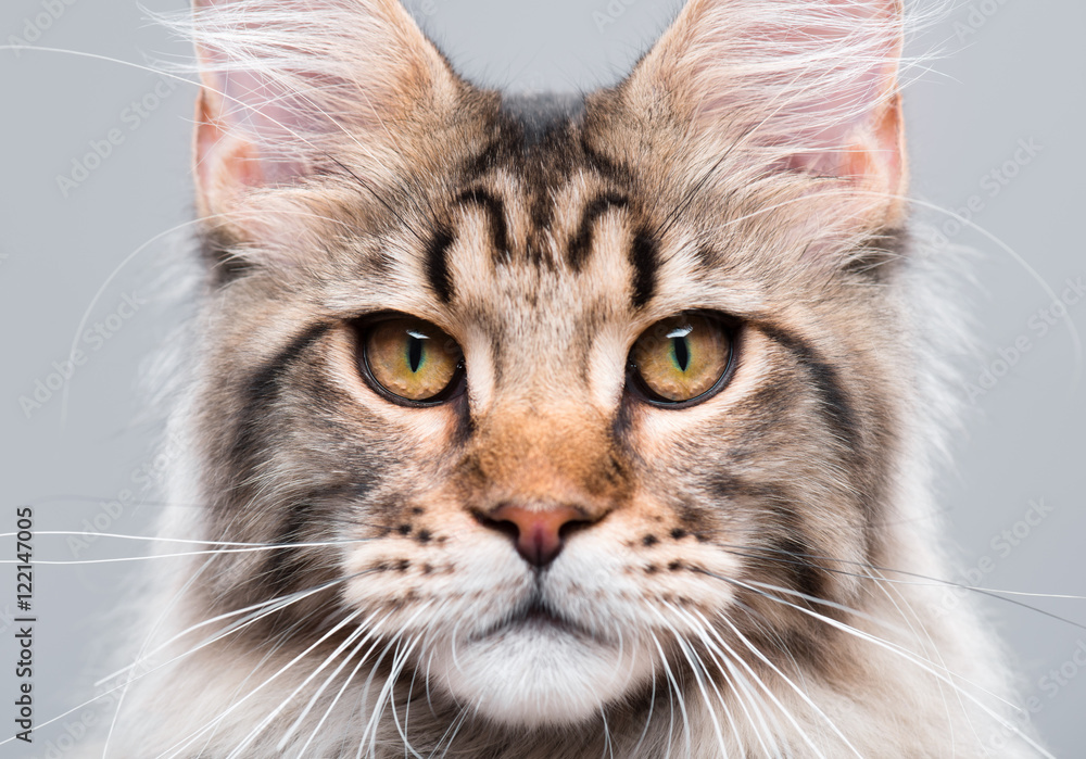 Portrait of domestic black tabby Maine Coon kitten - 5 months old. Close-up studio photo of striped kitty looking at camera. Focus on eyes. Cute young cat on grey background. Portrait of domestic black tabby Maine Coon kitten - 5 months old. Close-up studio photo of striped kitty looking at camera. Focus on eyes. Cute young cat on grey background.