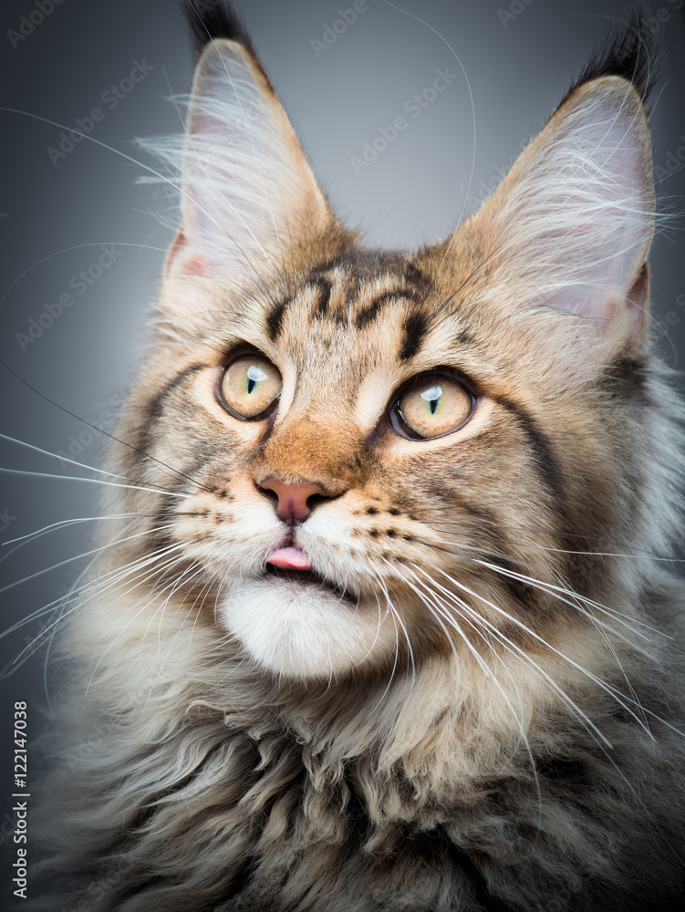 Portrait of domestic black tabby Maine Coon kitten - 5 months old. Kitty licking lips after eating a treat. Beautiful young cat showing tongue on grey background.