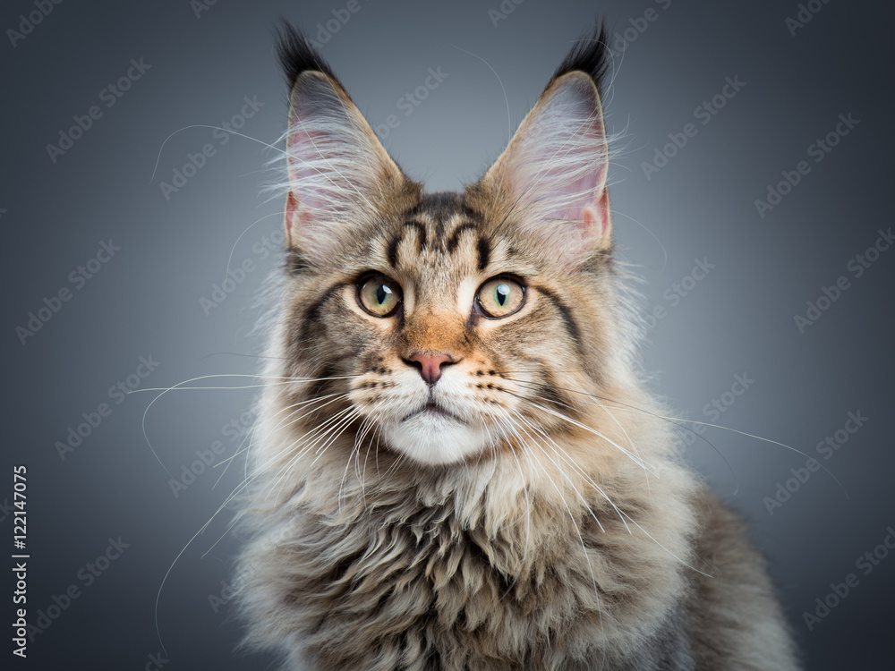 Onzorgvuldigheid Gaan wandelen verachten Portrait of domestic black tabby Maine Coon kitten - 5 months old. Close-up  studio photo of striped kitty looking at camera. Focus on eyes. Beautiful  young cat on grey background. Stock Photo 