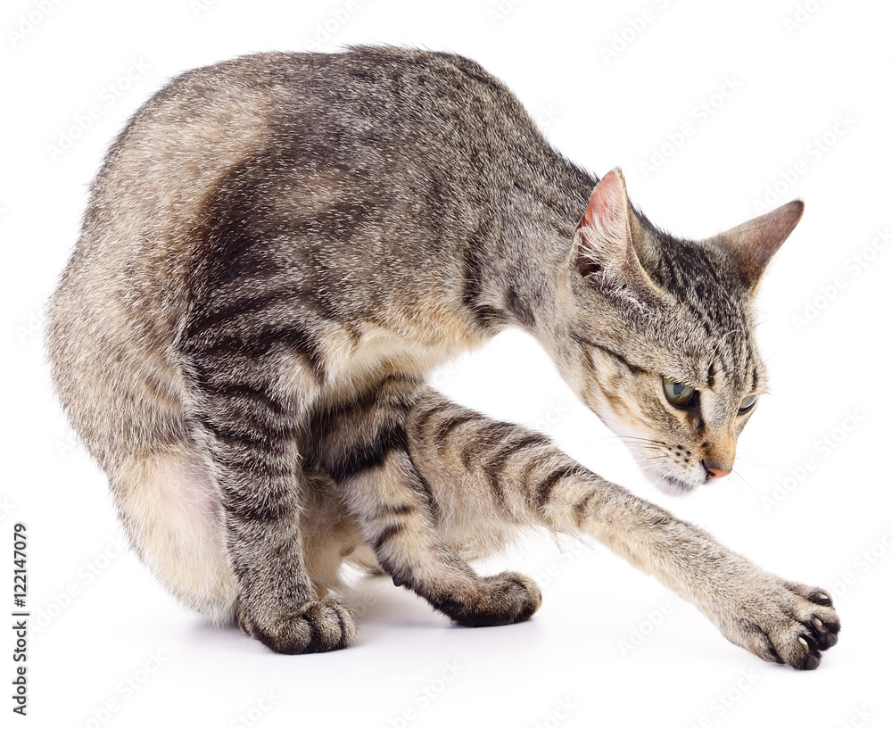 Fototapeta premium Kitten on white background.