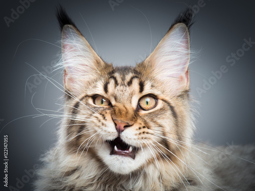 Fototapeta Naklejka Na Ścianę i Meble -  Portrait of domestic black tabby Maine Coon kitten - 5 months old. Playful striped kitty looking at camera. Beautiful young cat make funny face on grey background.