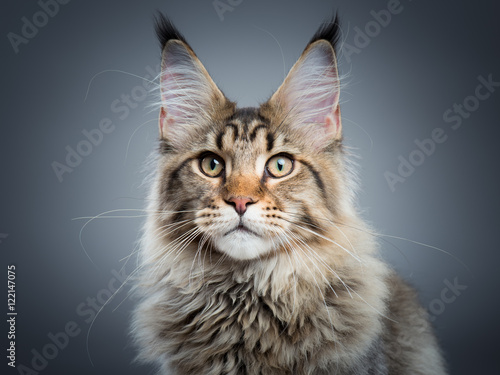 Fototapeta Naklejka Na Ścianę i Meble -  Portrait of domestic black tabby Maine Coon kitten - 5 months old. Close-up studio photo of striped kitty looking at camera. Focus on eyes. Beautiful young cat on grey background.