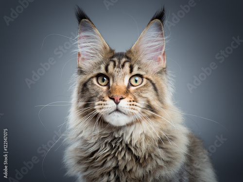 Portrait of domestic black tabby Maine Coon kitten - 5 months old. Close-up studio photo of striped kitty looking at camera. Focus on eyes. Beautiful young cat on grey background.