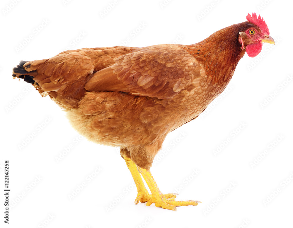 Fototapeta premium Brown hen isolated.