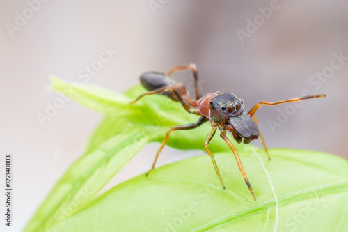 Close up male Ant mimicking spider on green leaf