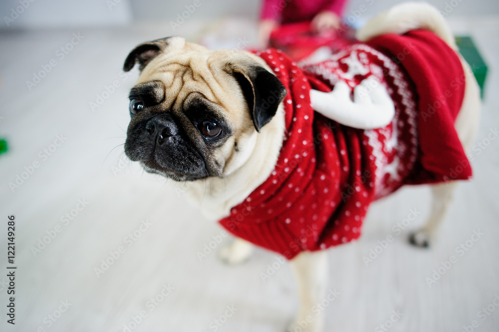 Amusing doggie of breed pug in a reindeer suit.
