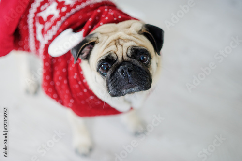 Amusing doggie of breed pug in a reindeer suit.