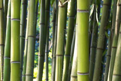 Fototapeta Naklejka Na Ścianę i Meble -  Background image of bamboo plants 
