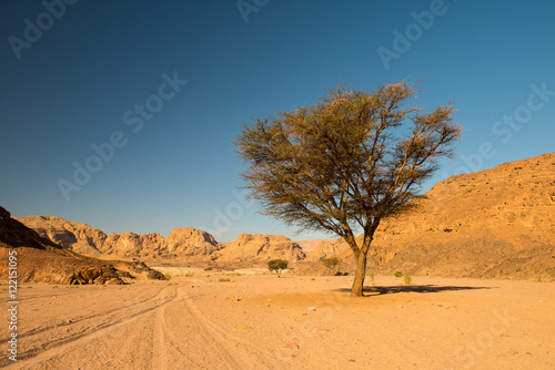 dry desert and tree sinai egypt