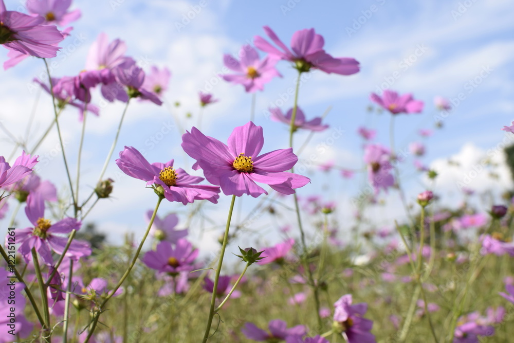 Pink cosmos flower