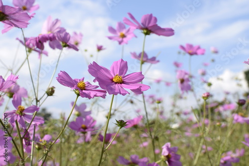 Pink cosmos flower