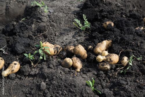 Freshly dug potatoes lying on ground