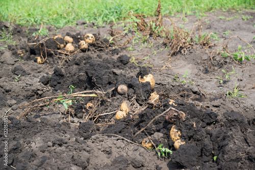 Freshly dug potatoes lies on bed