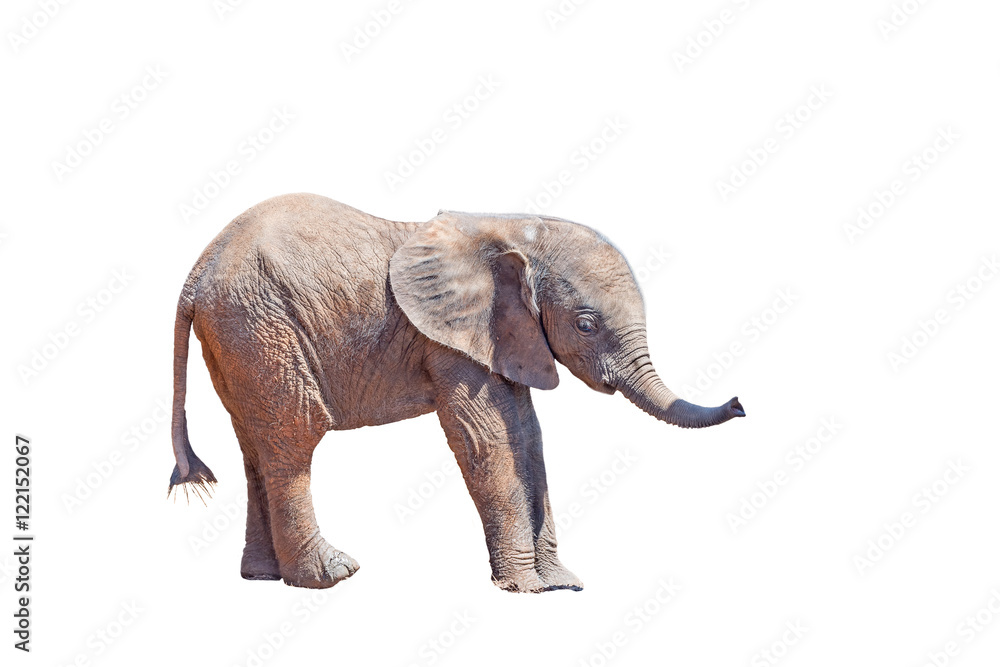 Obraz premium Elephant calf isolated in white