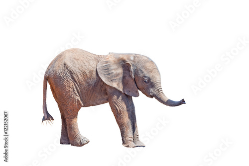 Elephant calf isolated in white