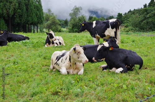 牧場のホルスタイン牛
