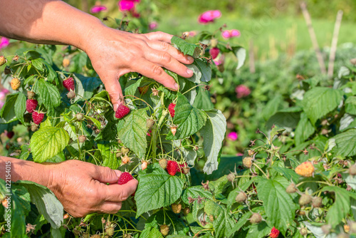 Summer berry harvest, hands picking raspberries