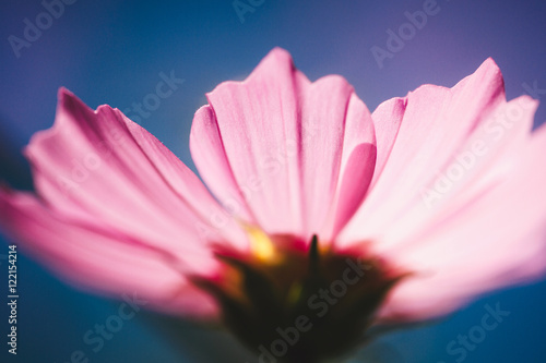 cosmos flower vintage style