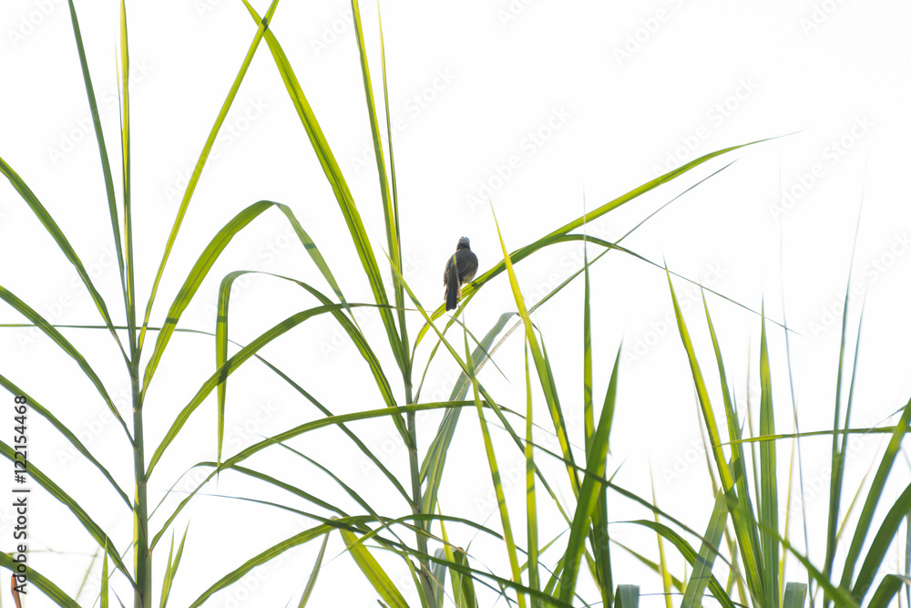 A bird perching on green reed leaves against white background A bird perching on green reed leaves against white background