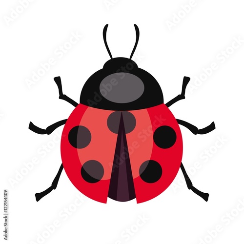 Ladybug insect. Color vector illustration © la_puma