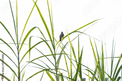 A bird perching on green reed leaves against white background © zz3701