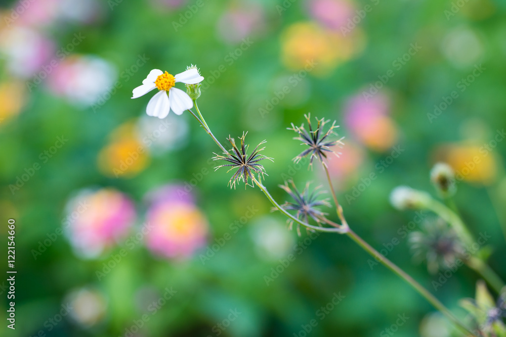 Bidens pilosa seeds and flower. Bidens pilosa seeds and flower.
