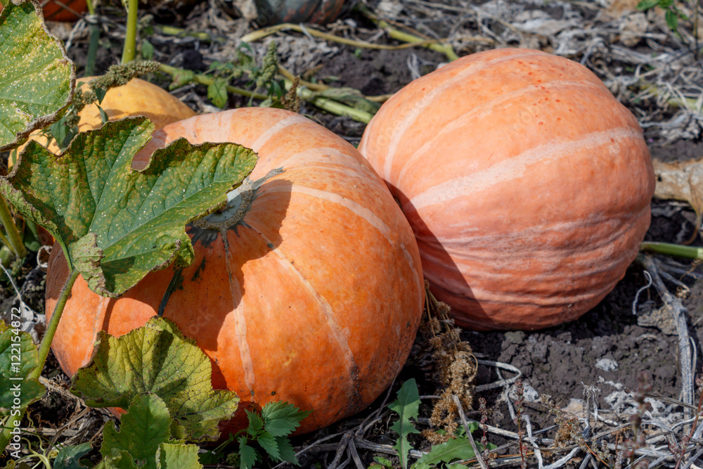 Obraz premium orange pumpkin