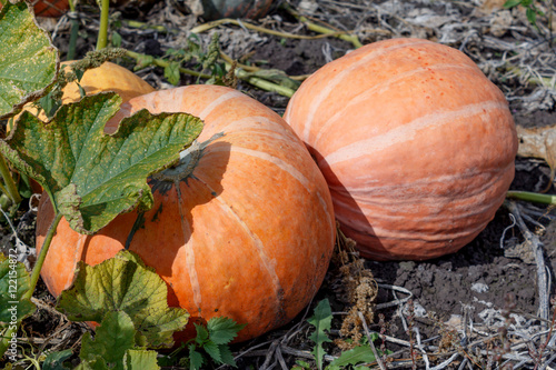 orange pumpkin