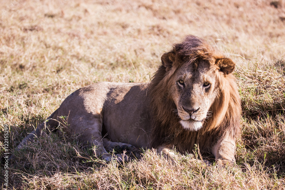Fototapeta premium lion in Masai Mara Kenya, Africa