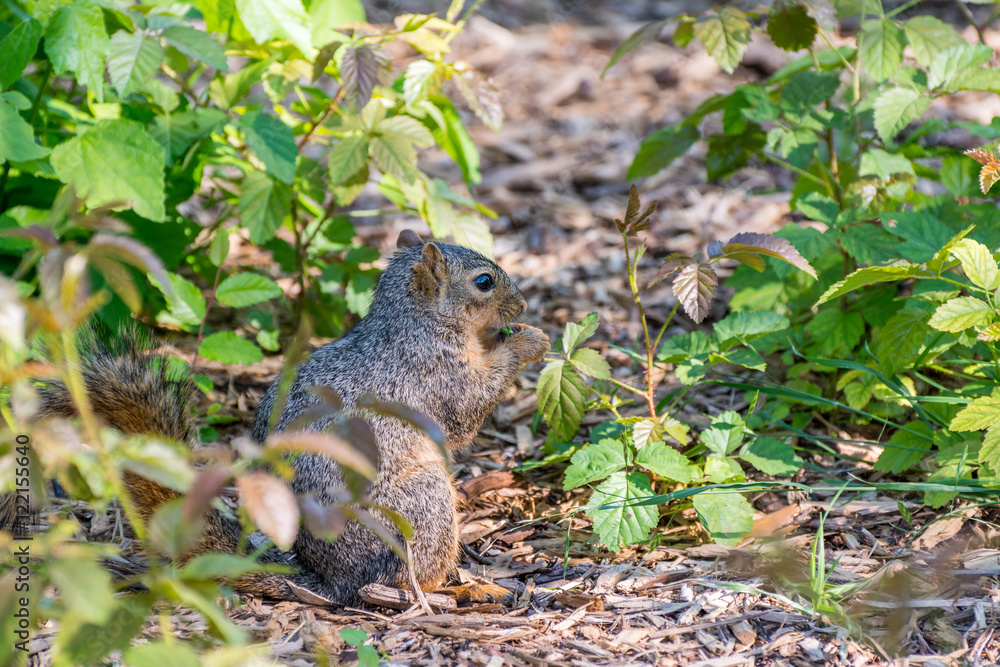 A squirrel eating food in a field. A squirrel eating food in a field.