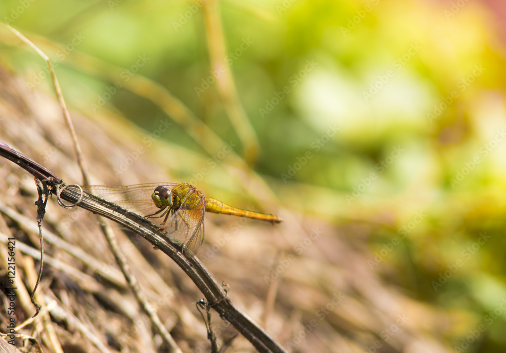 dragonfly dragonfly
