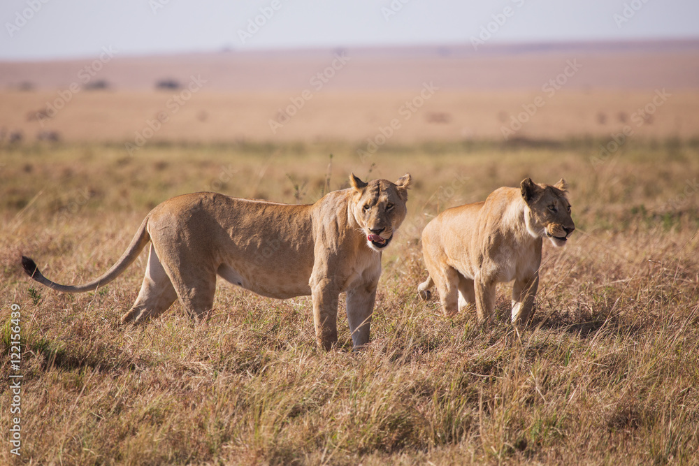 lionesses in Masai Mara National Park, Kenya, Africa lionesses in Masai Mara National Park, Kenya, Africa