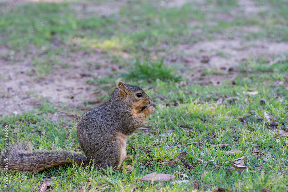 Fototapeta premium Squirrel eating pinecone on grassland