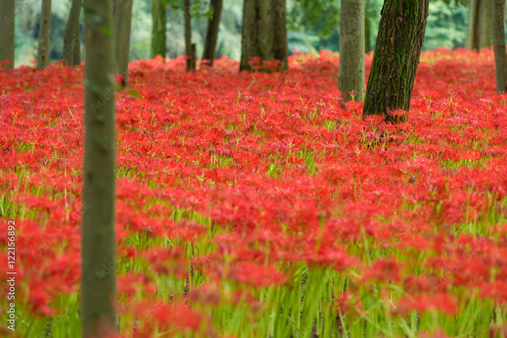 曼珠沙華