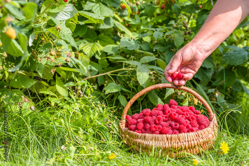 Summer berry harvest, hands picking raspberries into the basket


