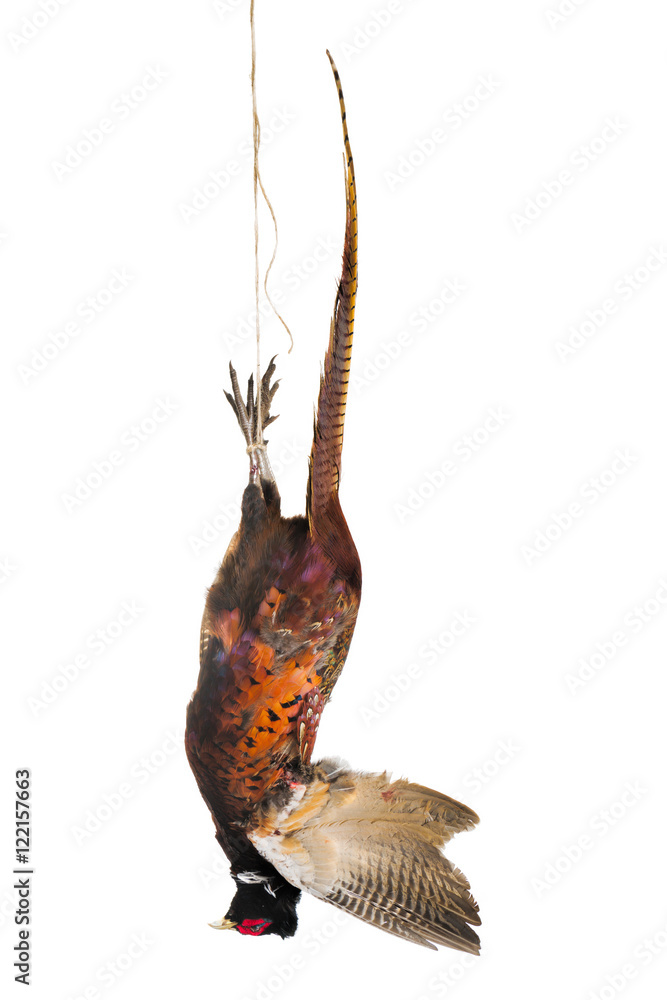 Isolated hunting trophy Isolated hunting trophy