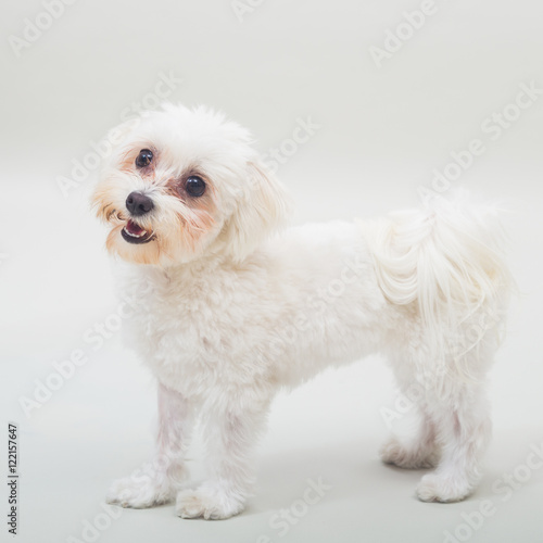 Portrait of cute female maltese dog on gray background.