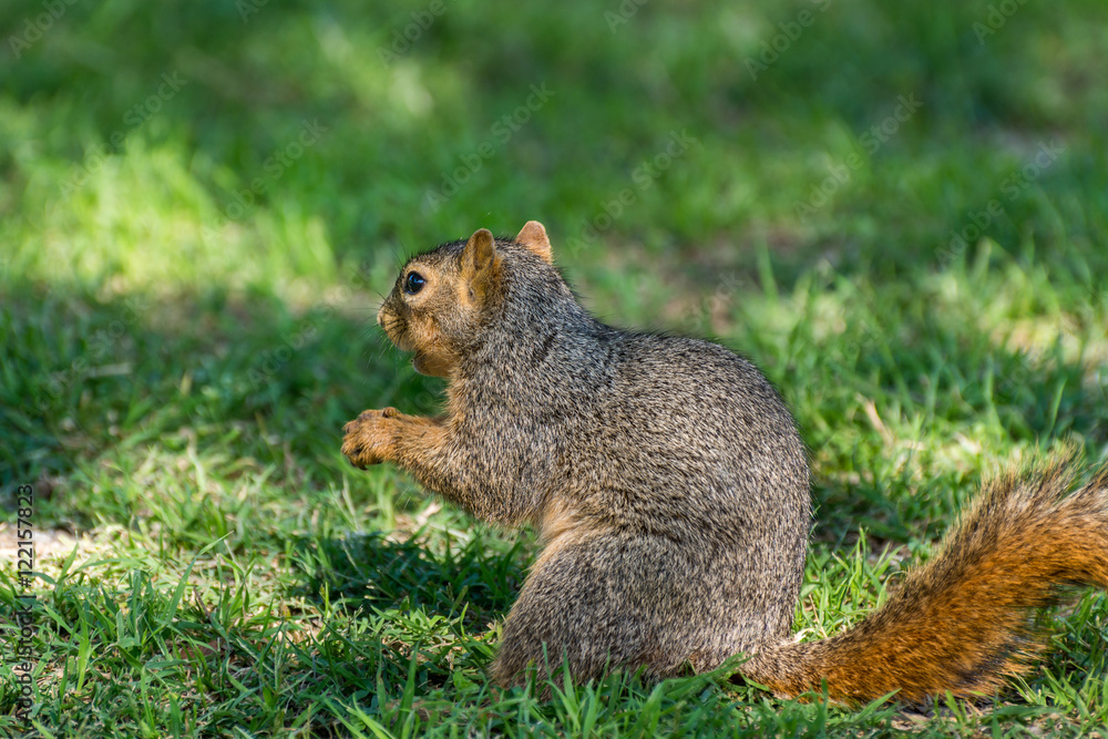 Cute squirrel staying alert under shadow and sunlight Cute squirrel staying alert under shadow and sunlight