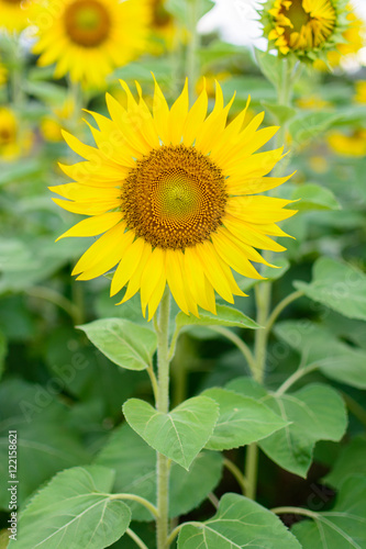 Yellow sunflower in the field
