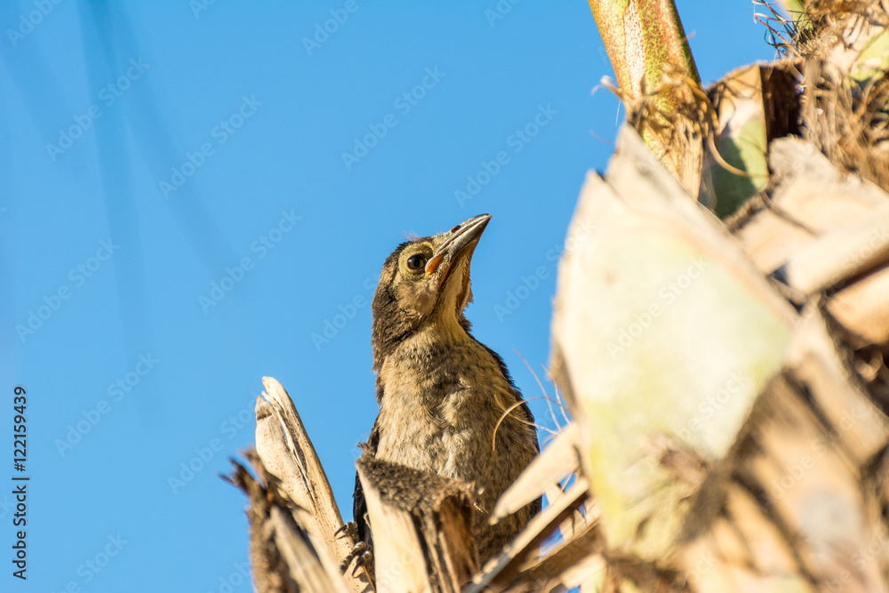 Young thrasher bird perching on a tree