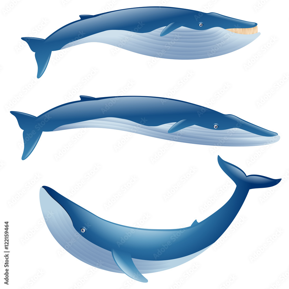 Fototapeta premium set of cartoon blue whales show on white